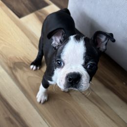 Angel - Black and white female Boston Terrier puppy in Wildwood, Missouri from Belleville Bostons