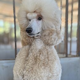 Valentino - Poodle