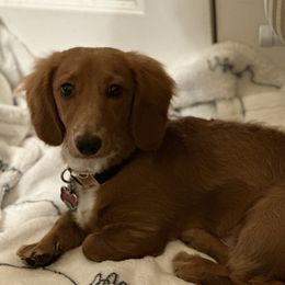 Hunter - Dachshund