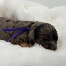 Purple - Merle female Cavapoo puppy in Georgetown, Texas from Mc Doodles of Texas LLC