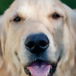 Golden Retrievers from Wise Goldens