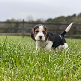 Beagle Puppies from Knockhill Beagles