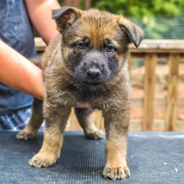 Meleys - Sable female German Shepherd puppy in Santa Cruz, California from Von Guadachi German Shepherds & Audacity Border Collies