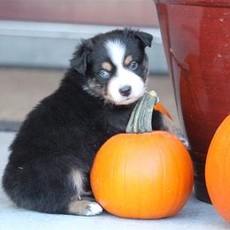 Australian Shepherd and Miniature Australian Shepherd Puppies from Canyon Creek Aussies