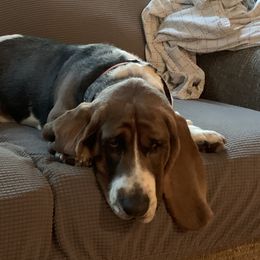 Bleu - Basset Hound