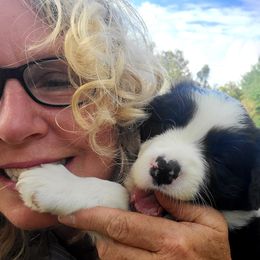 Border Collie Puppies from Camden Creek Farm