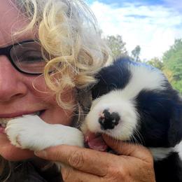 Border Collie Puppies from Camden Creek Farm
