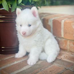 Rooster - White male Pomsky puppy in Greenville, South Carolina from Thicketty Mountain Pomskies