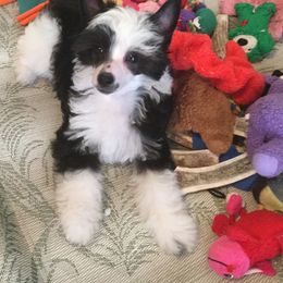 Chinese Crested Puppies from Jewels Chinese Cresteds