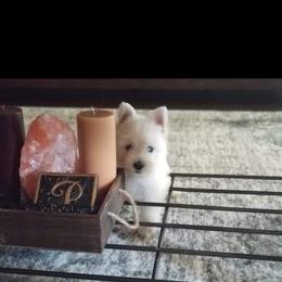 West Highland White Terrier Puppies from AKC  Westie World