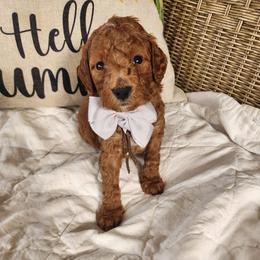 Teddy - Red  male Goldendoodle puppy in Augusta, Georgia from Ivey's Poodles & Doodles