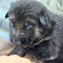 Black and Tan male WALTER - Black and tan male German Shepherd puppy in Buckfield, Maine from Levesques German Shepherds