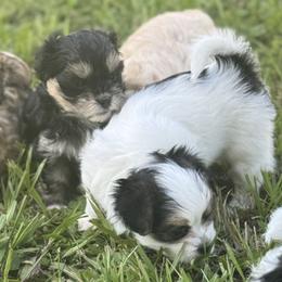 Shih Tzus, Shorkies, and Yorkshire Terriers from Tiny Tales Co.