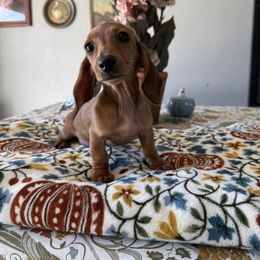 Tia - Red female Dachshund puppy in Temecula, California from Naomi Magee's Dachshund Kennel