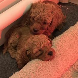 Cavapoo Puppies from Teddy Bear Doodles