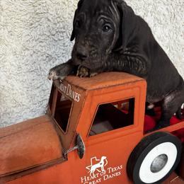Green collar Male - Black and white male Great Dane puppy in Wimberley, Texas from Heart of Texas Great Danes