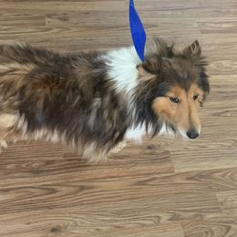 Ginger - Shetland Sheepdog