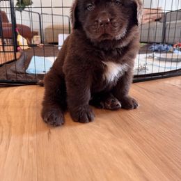 Newfoundland Puppies from Lonepine Newfoundlands