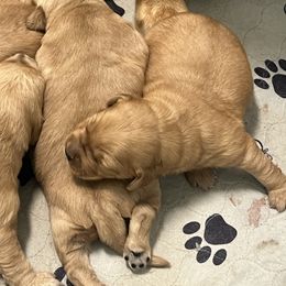 Mylee - Golden female Golden Retriever puppy in Saint Pauls, North Carolina from Copperfield’s Goldens