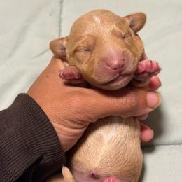 Star girl - Red female Dachshund puppy in Honolulu, Hawaii from A&A Mini Dachshunds