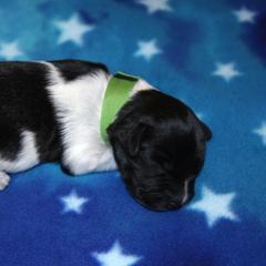 Schapendoes Puppies from Dream Star Schapendoes