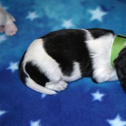 Schapendoes Puppies from Dream Star Schapendoes