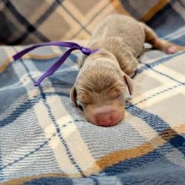 Purple Girl - Fawn (isabella) and tan female Dachshund puppy in Cypress, California from Ferrario Dachshunds