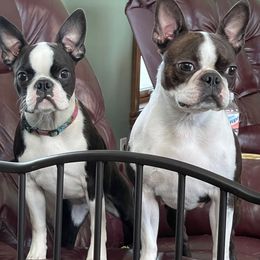 Boston Terrier Puppies from Achates Bostons