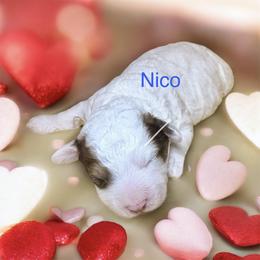 Nico - Sable male Goldendoodle puppy in North Branch, Michigan from Graceful Miniature Goldendoodles