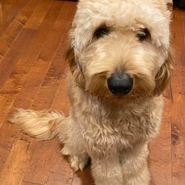 Goldendoodles from Kris' Pawtastic Canines