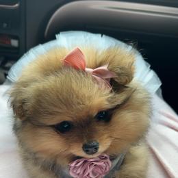 Pomeranian Puppies from Donna's Pomeranians