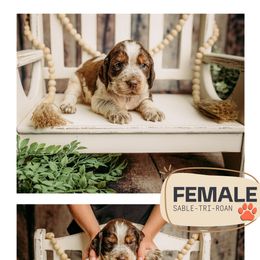 Girl 3 - Sable-Tri-Roan - Orange and white female English Springer Spaniel puppy in Lake City, Fl, Florida from Spradley Springers & GSP's