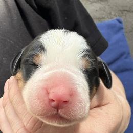 Purple girl - Black, white and red female Greater Swiss Mountain Dog puppy in Woodland, Washington from Woodland Swissie’s