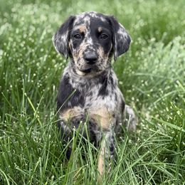 Abby - Parti female Goldendoodle puppy in Billings, Montana from Rising Star Doodles