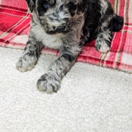 Aussiedoodle, Australian Shepherd, Bernedoodle, Cockapoo, and Poodle Puppies from Sis' Doodles & Poodles