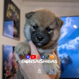 WONTON - Red male Shiba Inu puppy in Minnesota from BonsaiShibas
