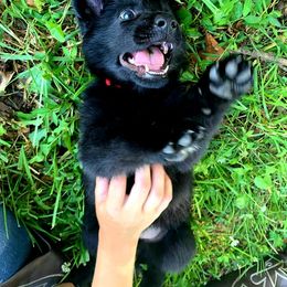 German Shepherd Puppies from K.A.K’s German Shepherds of Cove Creek