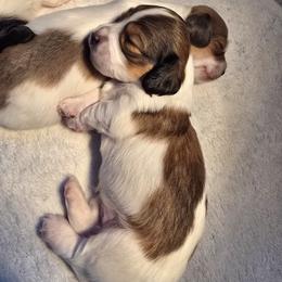 Ariel - Piebald female Dachshund puppy in North Waterboro, Maine from Poole Family Miniature Dachshunds