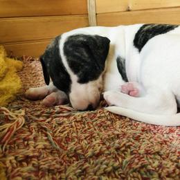 Porthos - White and fawn brindle male Whippet puppy in Kingston, Tennessee from Smithfield Park
