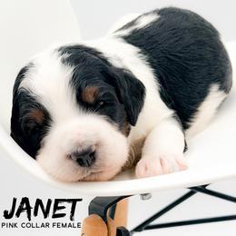 Janet - Tri-color female Bernedoodle puppy in Tipton, Indiana from Country Creek Doodles