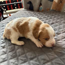 Boy 1 - Orange and white male Brittany puppy in Adairsville, Georgia from Rocking L Farms