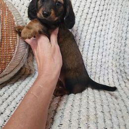 Wynonna - Dachshund puppy from Lazy K&M Dachshunds