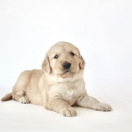 Goldendoodle, Golden Retriever, and Miniature American Shepherd Puppies from Doodalicious
