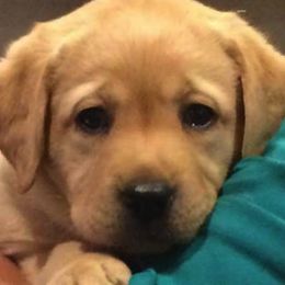 Labrador Retriever Puppies from Aiyer Brothers Labradors