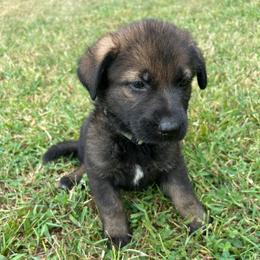 Ruger - Green Collar Male - Sable male German Shepherd puppy in Milan, Illinois from Stonewick German Shepherds
