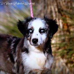 Paitun - Blue merle female Australian Shepherd puppy in Pima, Arizona from Lazy D Ranch Australian Shepherds