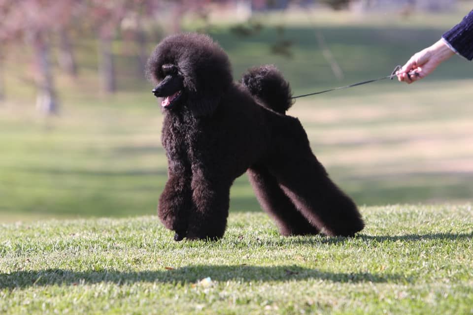 Harmony shop miniature poodles