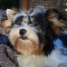 Knox - Black tan and white male Biewer Terrier puppy in California from Skyridge Puppies