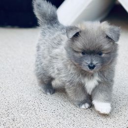 Pomsky Puppies from Ponderosa Pomskies