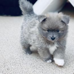 Pomsky Puppies from Ponderosa Pomskies